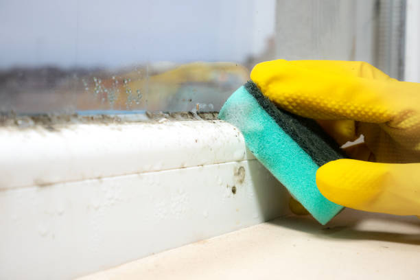 Office Mold Removal Services in Marksville, LA