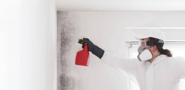 Best Toxic Mold Removal  in Marksville, LA