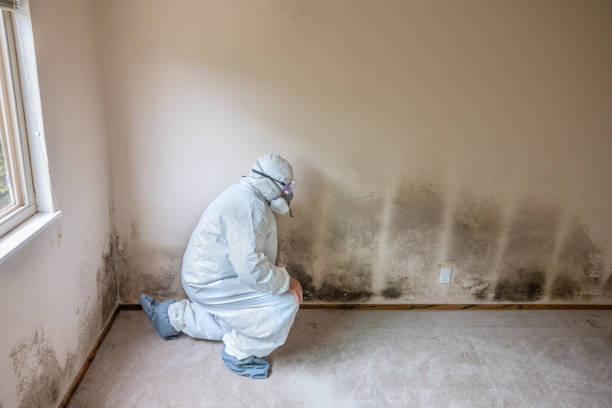 Best Affordable Mold Removal  in Marksville, LA