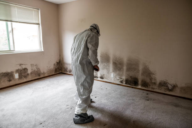 Best Attic Mold Removal  in Marksville, LA